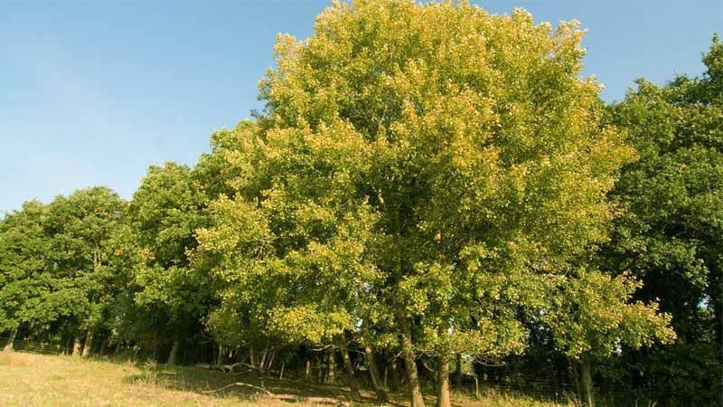 Árbol Populus tremula