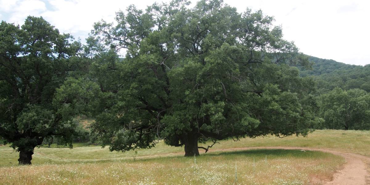 Arbol Quercus pyrenaica