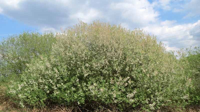 Árbol Salix atrocinerea