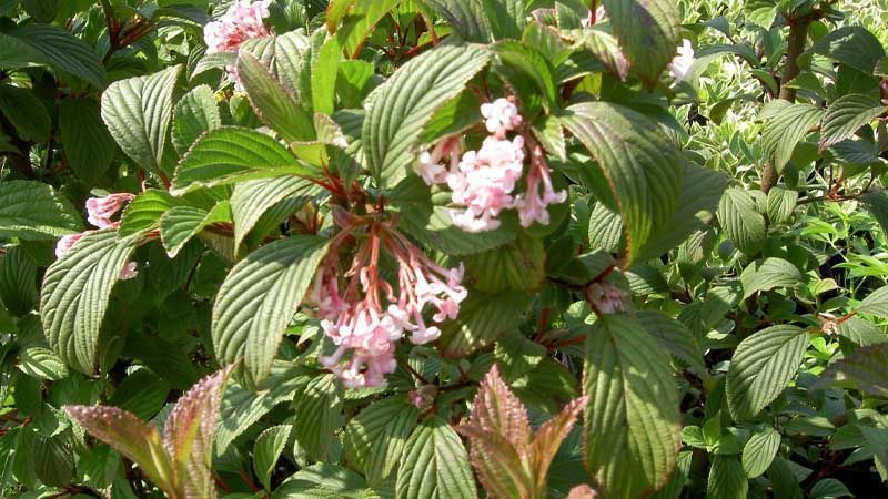 Árbol Viburnum x bodnantense