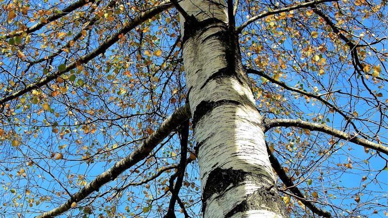 Árbol abedul