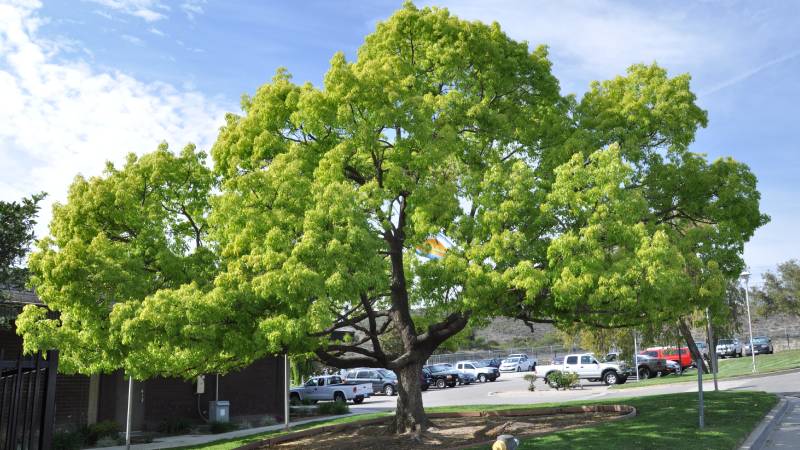 Árbol alcanforero