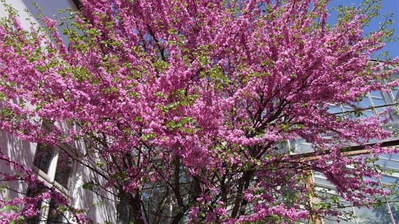 Árbol cercis siliquastrum