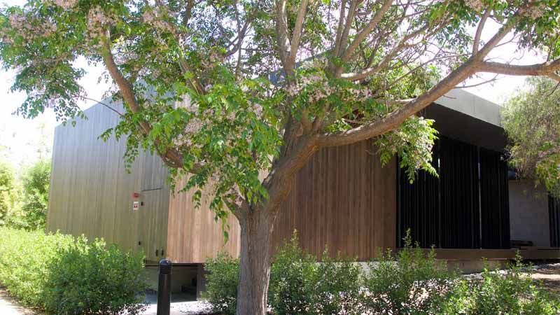 Árbol cinamomo