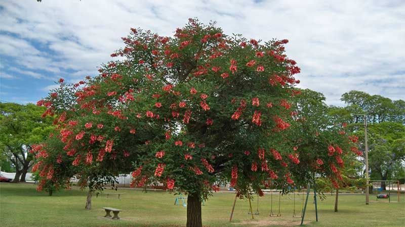 Árbol de ceibo