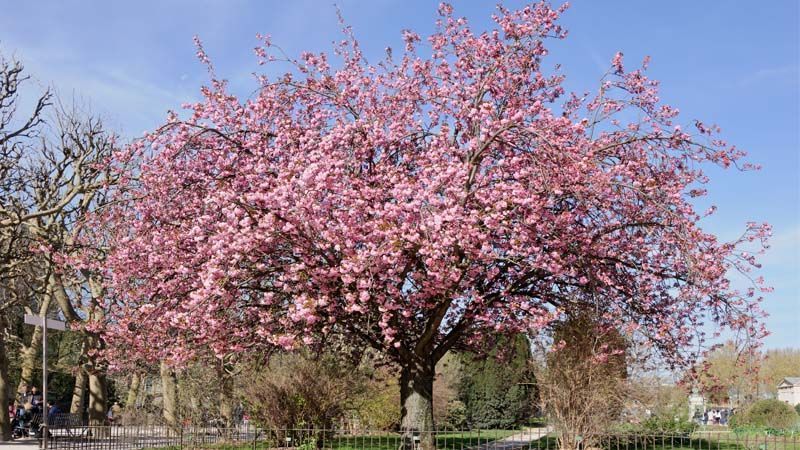 Árbol de cerezo