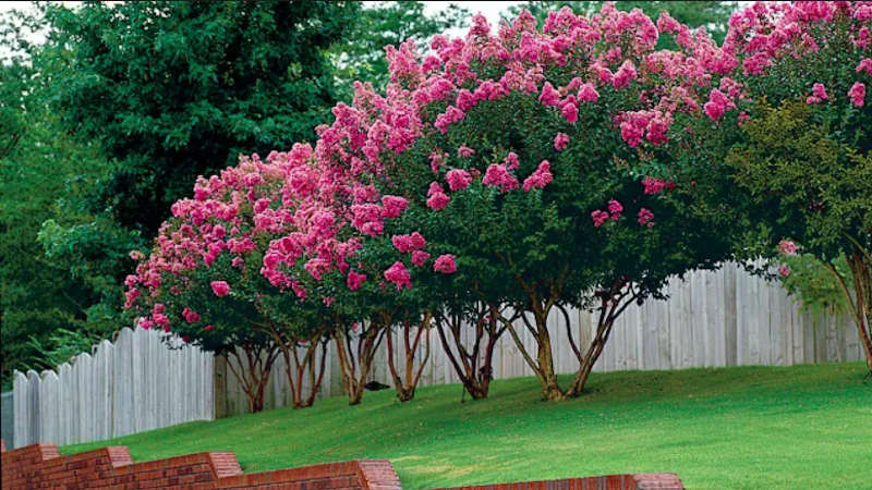 arbol de jupiter