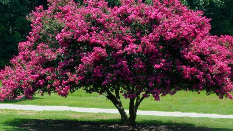 Árbol de júpiter