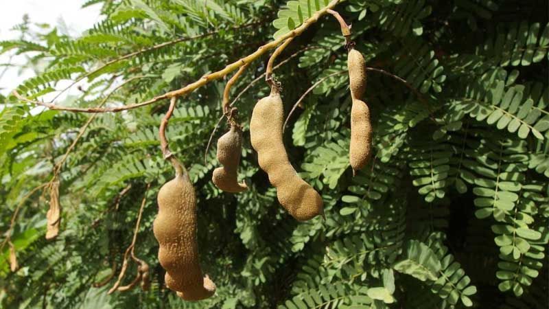 Árbol del tamarindo