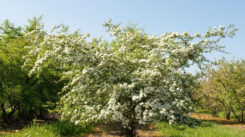 Árbol espino blanco