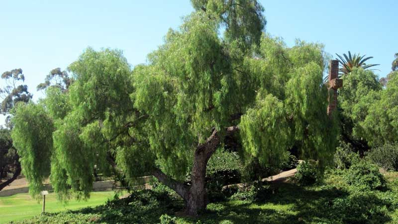 Árbol falso pimentero