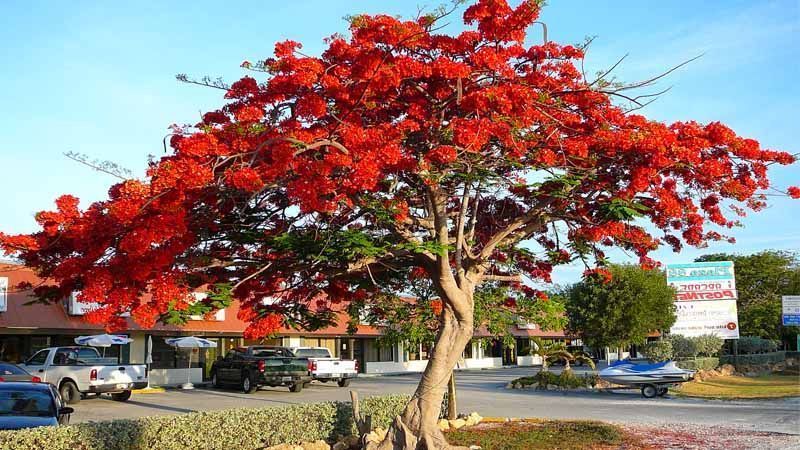 Árbol flamboyán