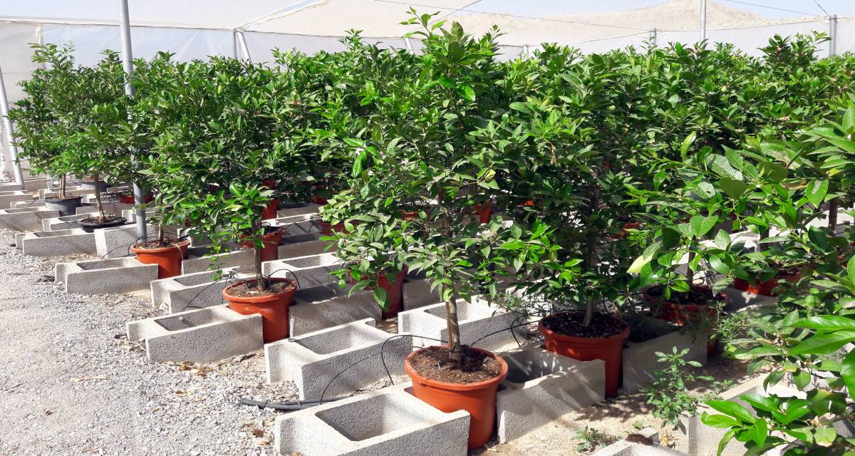 Árbol limequat