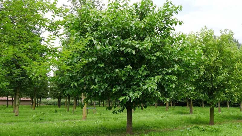 Árbol morera