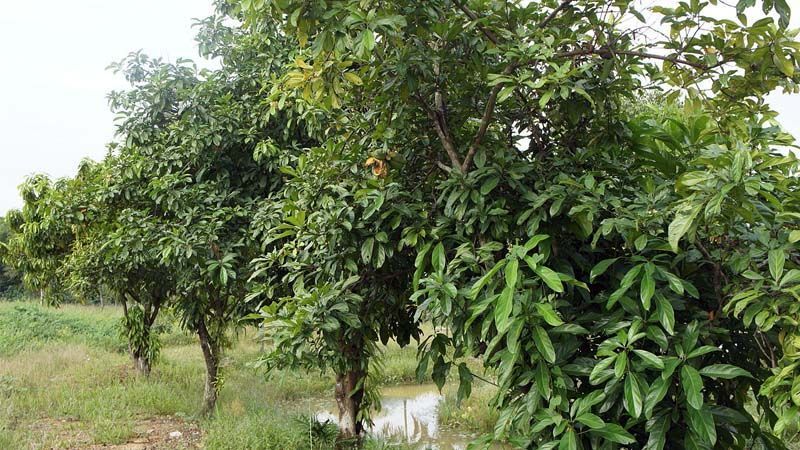 Árbol nuez de cola