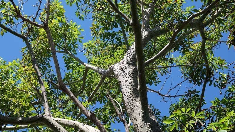Árbol palo borracho