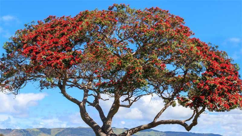 Árbol pohutukawa