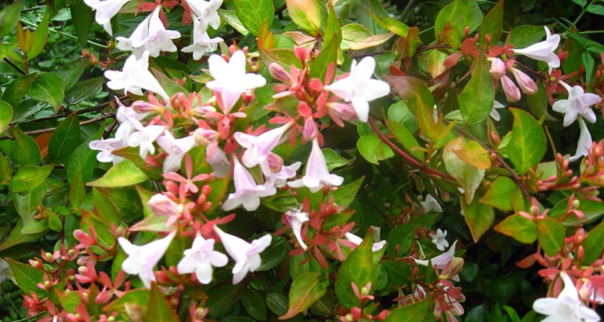Arbusto Abelia floribunda