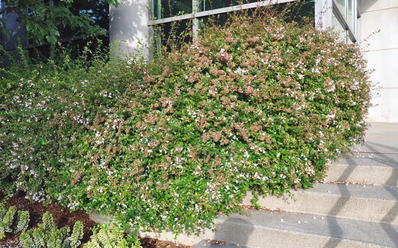 Arbusto Abelia grandiflora