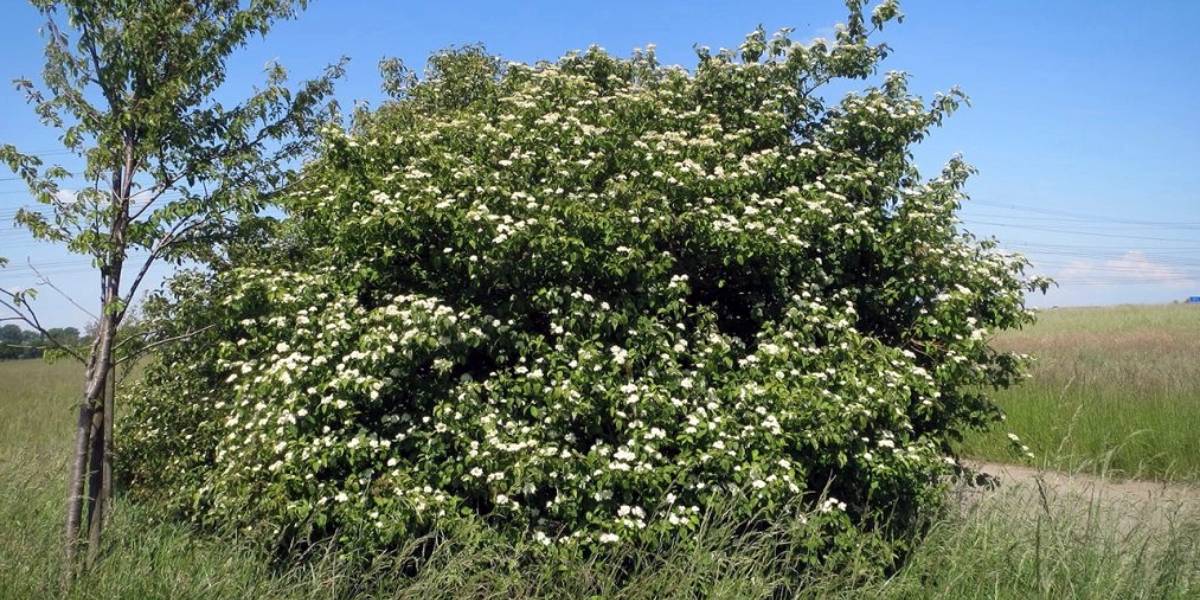 Arbusto Cornus sanguinea