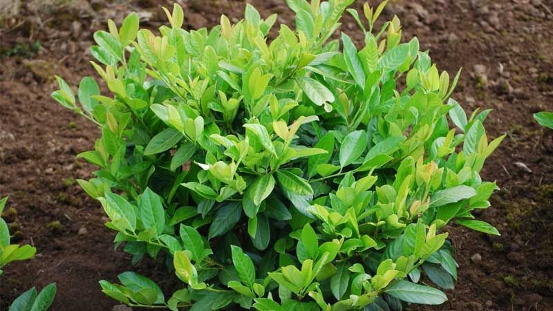 Arbusto laurel cerezo