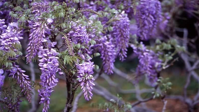 Arbusto wisteria sinensis