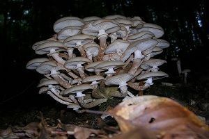 Armillaria mellea Armillaria mellea