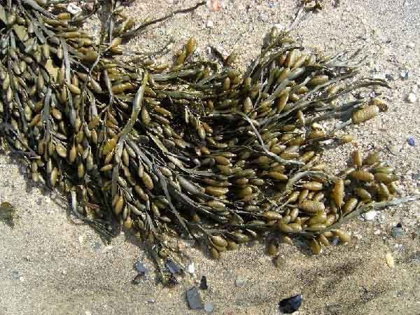 Ascophyllum nodosum algas marinas