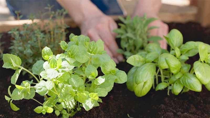 Asocaiciones entre plantas