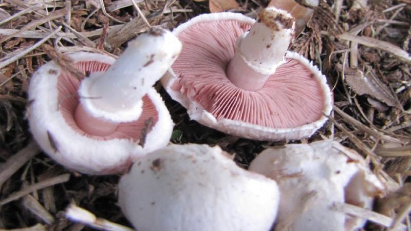Aspecto Agaricus campestris