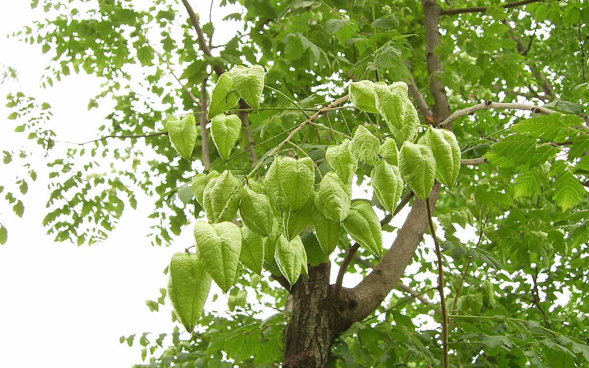 Aspecto Koelreuteria paniculata
