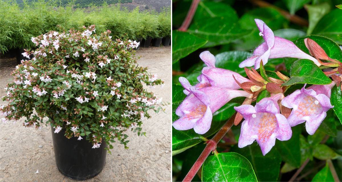 Aspecto de Abelia floribunda
