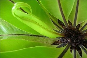 Asplenium nidus avis Asplenium nidus avis