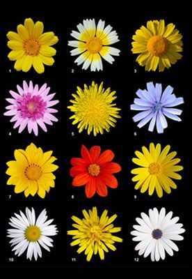 flor asteráceas achicoria