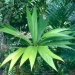 Asterogyne martiana Tipos de palmeras