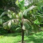 Astrocaryum alatum Tipos de palmeras