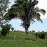 Attalea butyracea Tipos de palmeras