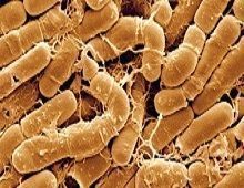 Bacillus thuringiensis agricultura ecológica