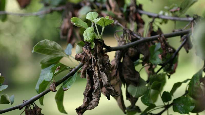 Bacteria Erwinia amylovora