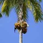 Bactris gasipaes Tipos de palmeras