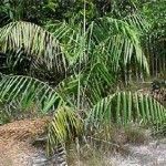 Barcella odora Tipos de palmeras
