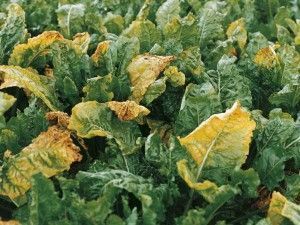 Virus del amarilleo de la remolacha enfermedades de las plantas