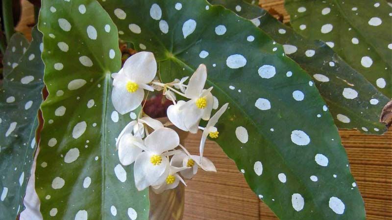 Floración de Begonia maculata