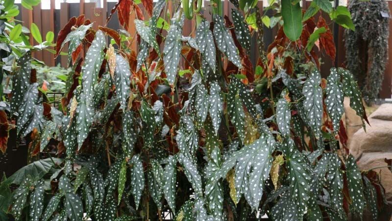 Begonia maculata en exterior