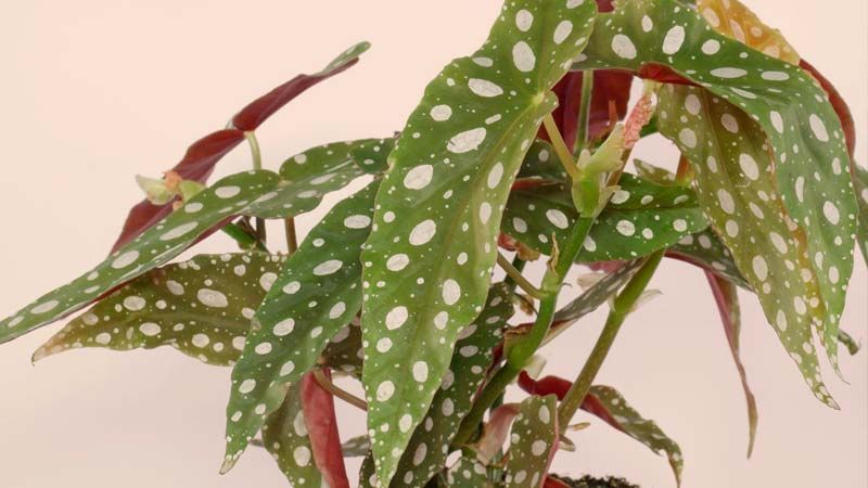 Begonia maculata