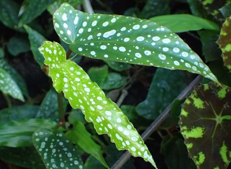Begonia maculata