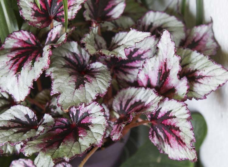 Begonia rex