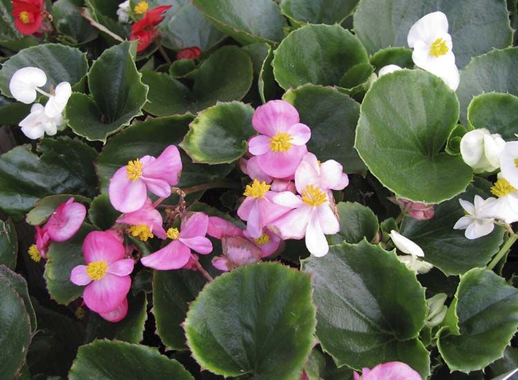 Begonia semperflorens