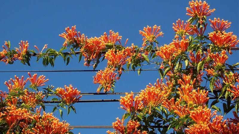 Bignonia de invierno Pyrostegia venusta