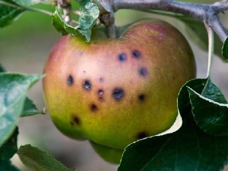 Bitter pit o carencia de calcio en manzana
